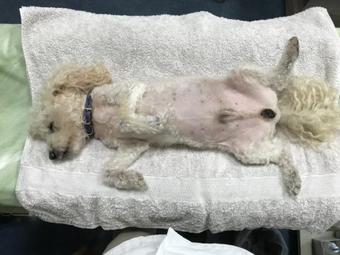 エコー保定なし　だいず