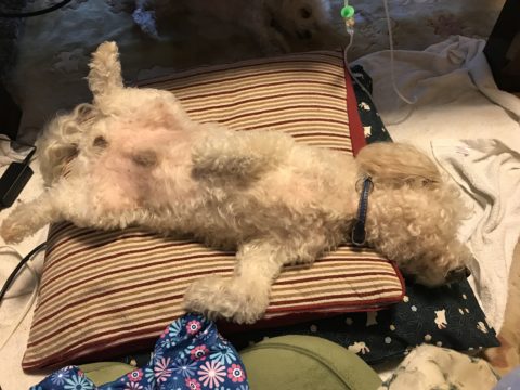 皮下注射治療　保定なし　だいず