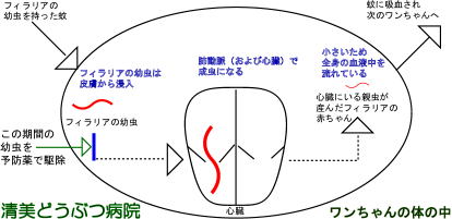 フィラリア薬の効果