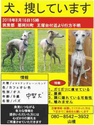 迷子犬の情報 イタリアングレーハウンド 福岡県那珂川町 清美どうぶつ病院