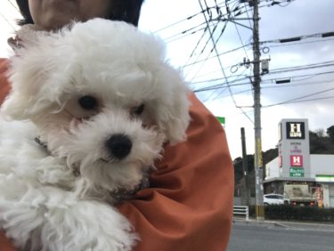 犬の抱っこ散歩 だっこさんぽ を失敗しないために 清美どうぶつ病院