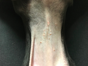 避妊手術　抜糸直後