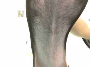 避妊手術　抜糸1か月後