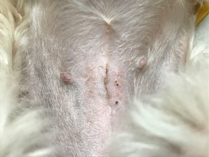 避妊手術　抜糸直後